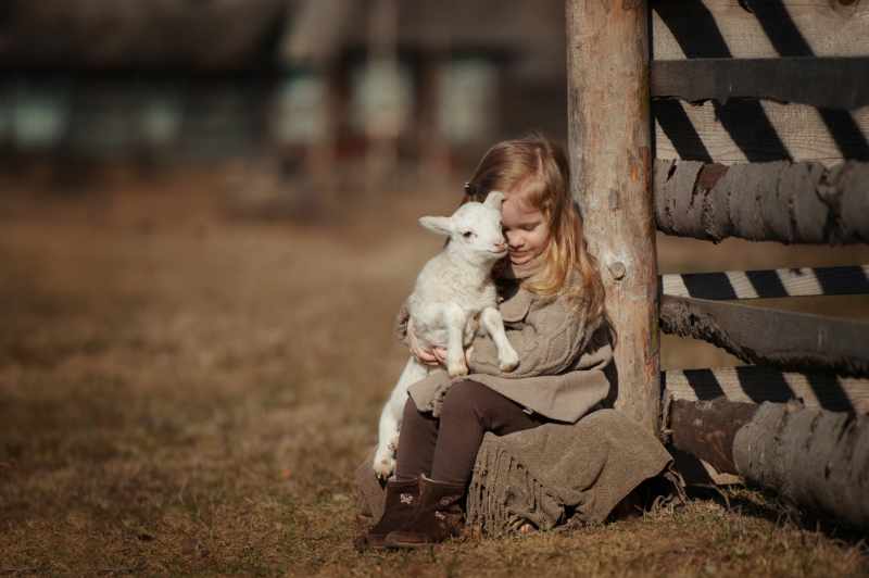 little girl with lamb on the farm. She sits by the fence and hugs the lamb.